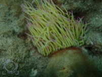 Anemonia viridis - Ortiga de mar