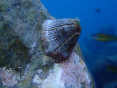 Perforatus perforatus - Gran bellota de mar