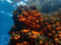 Astroides calycularis - Coral estrellado