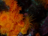 Astroides calycularis - Coral estrellado