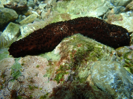 Holothuria forskali - Cohombro de mar negro