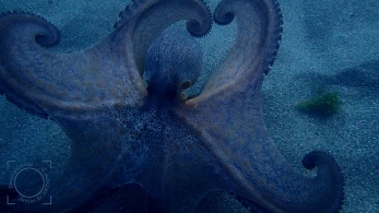 Octopus, secuencia mecanismo evasión y defensa