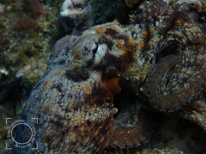 Octopus, detalle cabeza y ojo