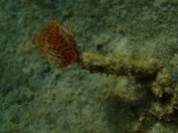 Spirographis spallanzani
